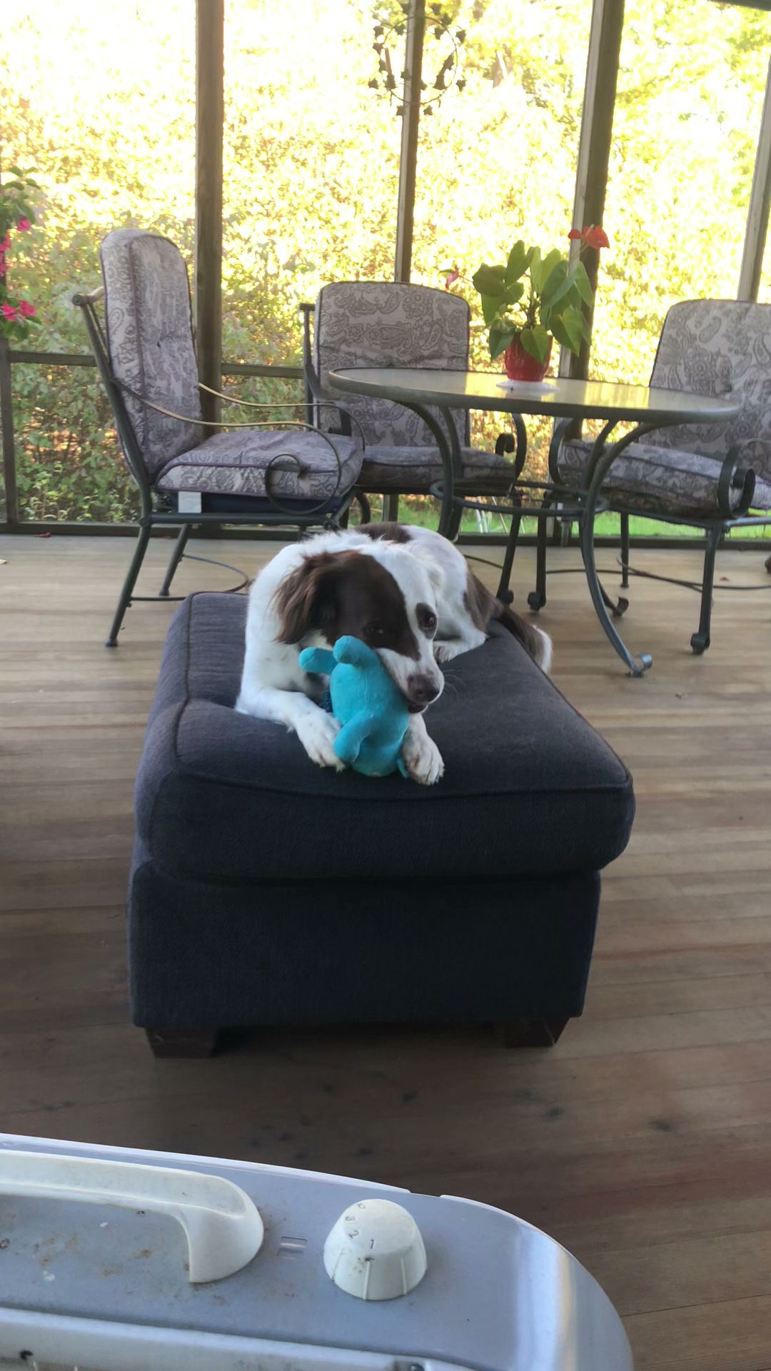 New England Brittany Rescue Marion