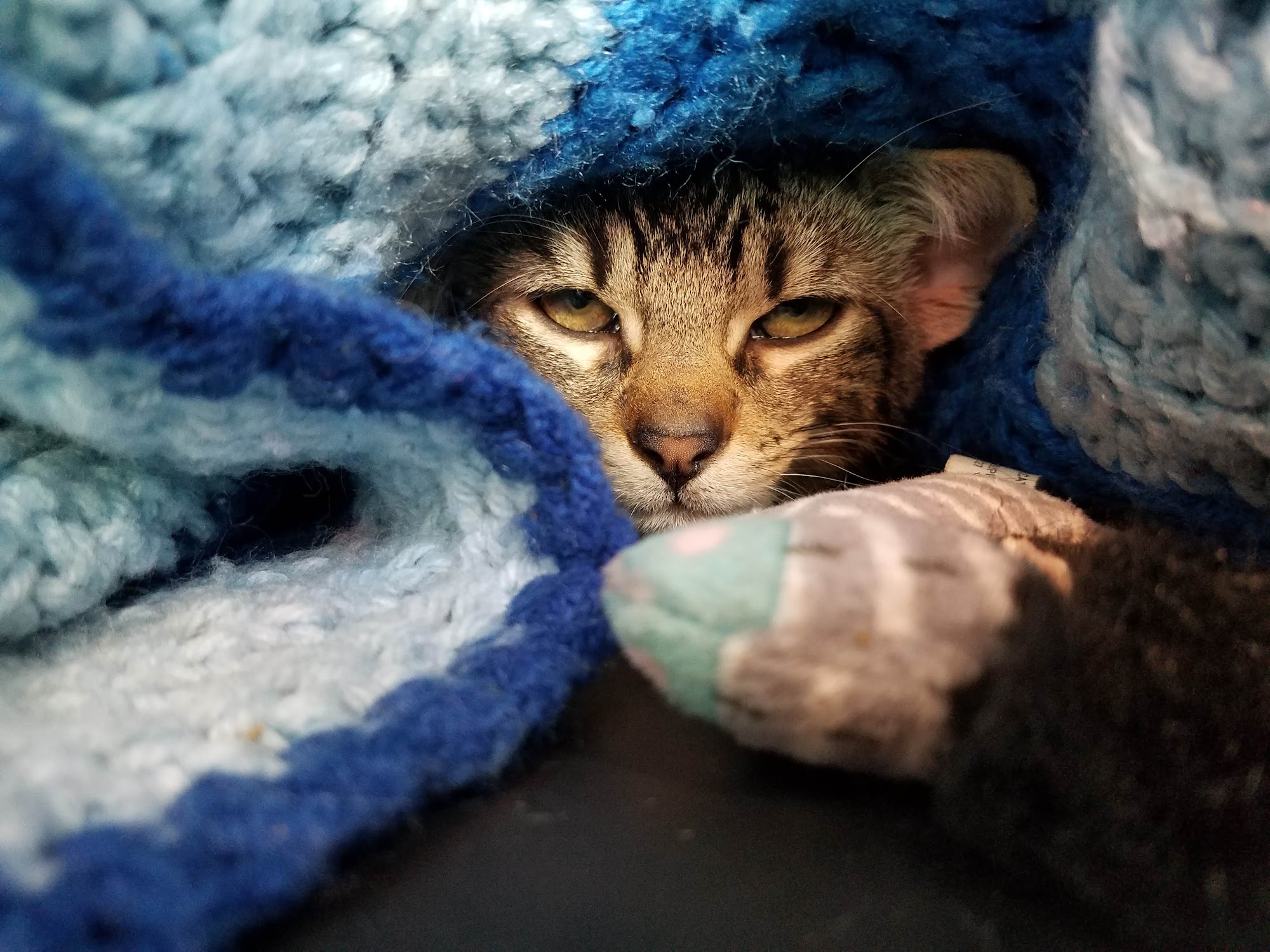 Medfield Animal Shelter Medfield