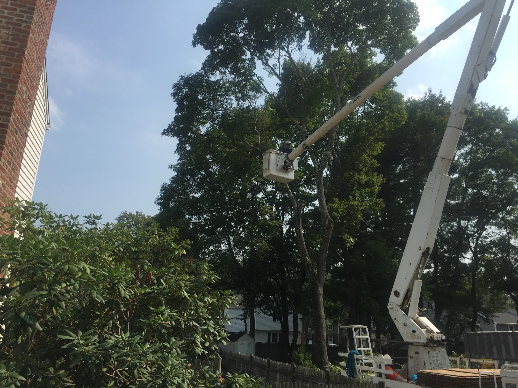 Delmar Professional Tree Service And Landscaping