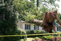 Newton Tree Removal and Trimming Service