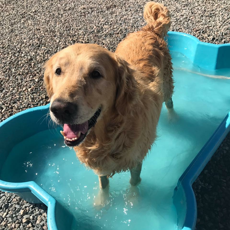 Buddy's Doggie Daycare, Grooming & Boarding Norfolk