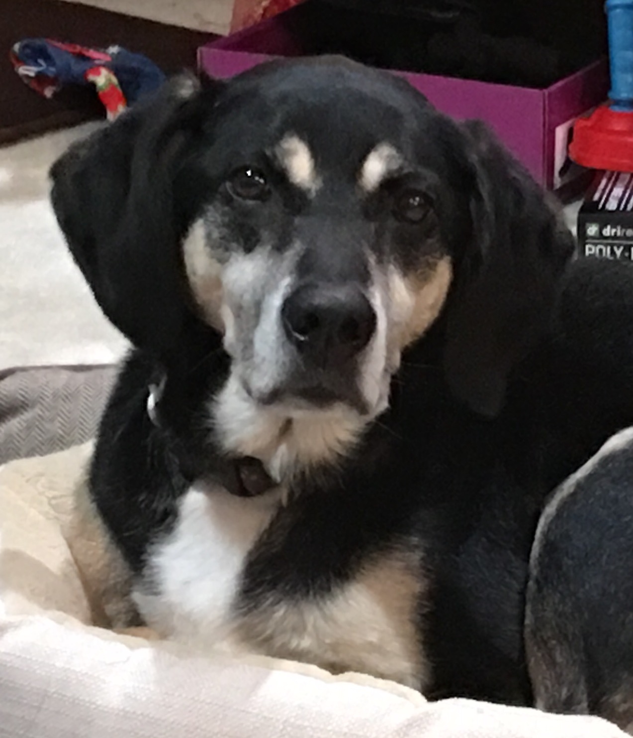 Bark Of The Town, LLC North Andover