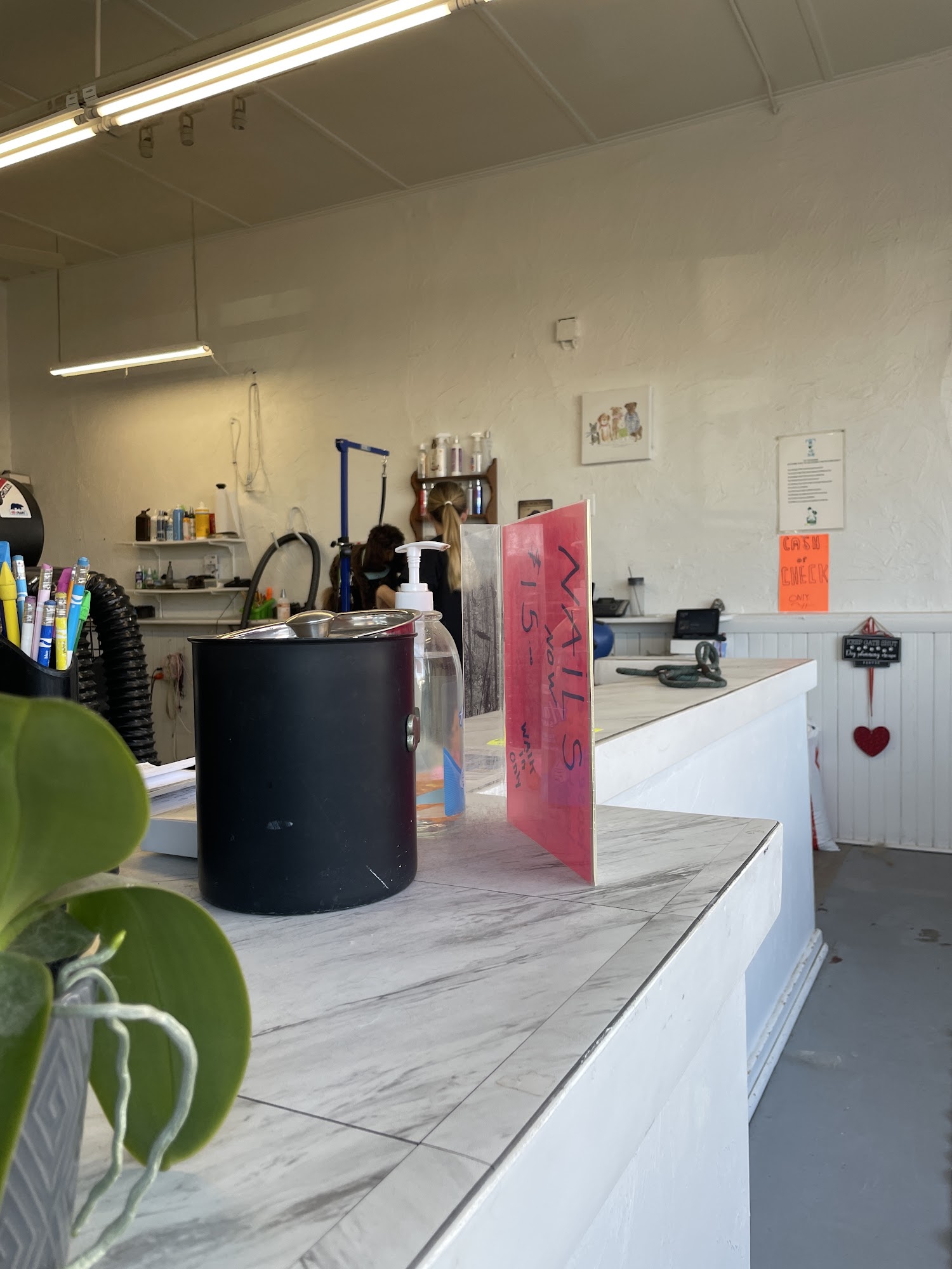 Grooming Magic Plymouth