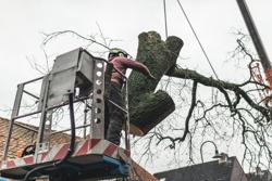Tree Service Experts Quincy