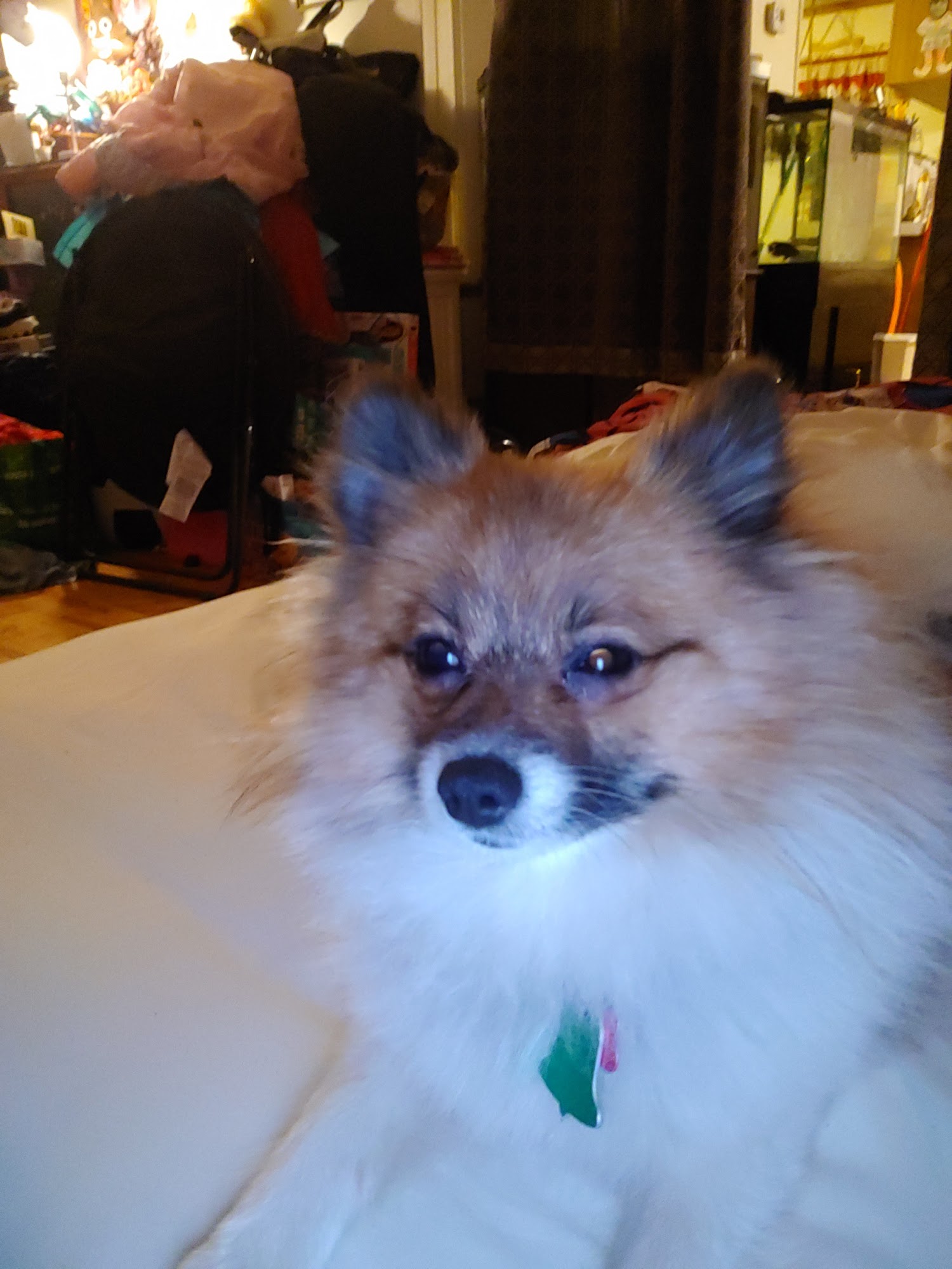 Kathy's Pet Grooming Salisbury