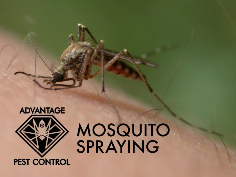 Advantage Pest Control, Inc 102 Bridge Street #2, B St, Salisbury Massachusetts 01952