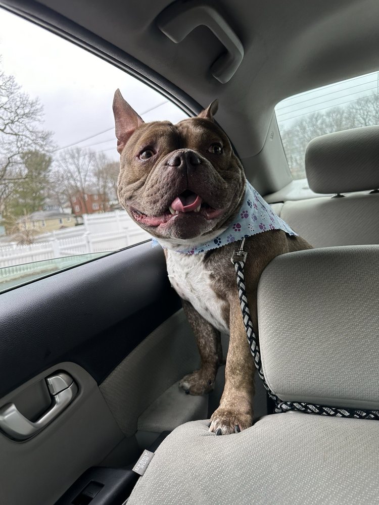 Center Pet Care & Grooming Saugus