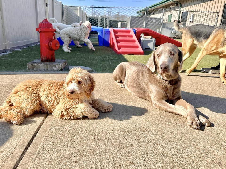 Red Dog Pet Resort & Spa Northshore Saugus