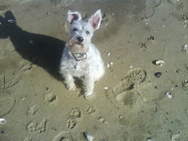 Kat's Dog Walking South Boston