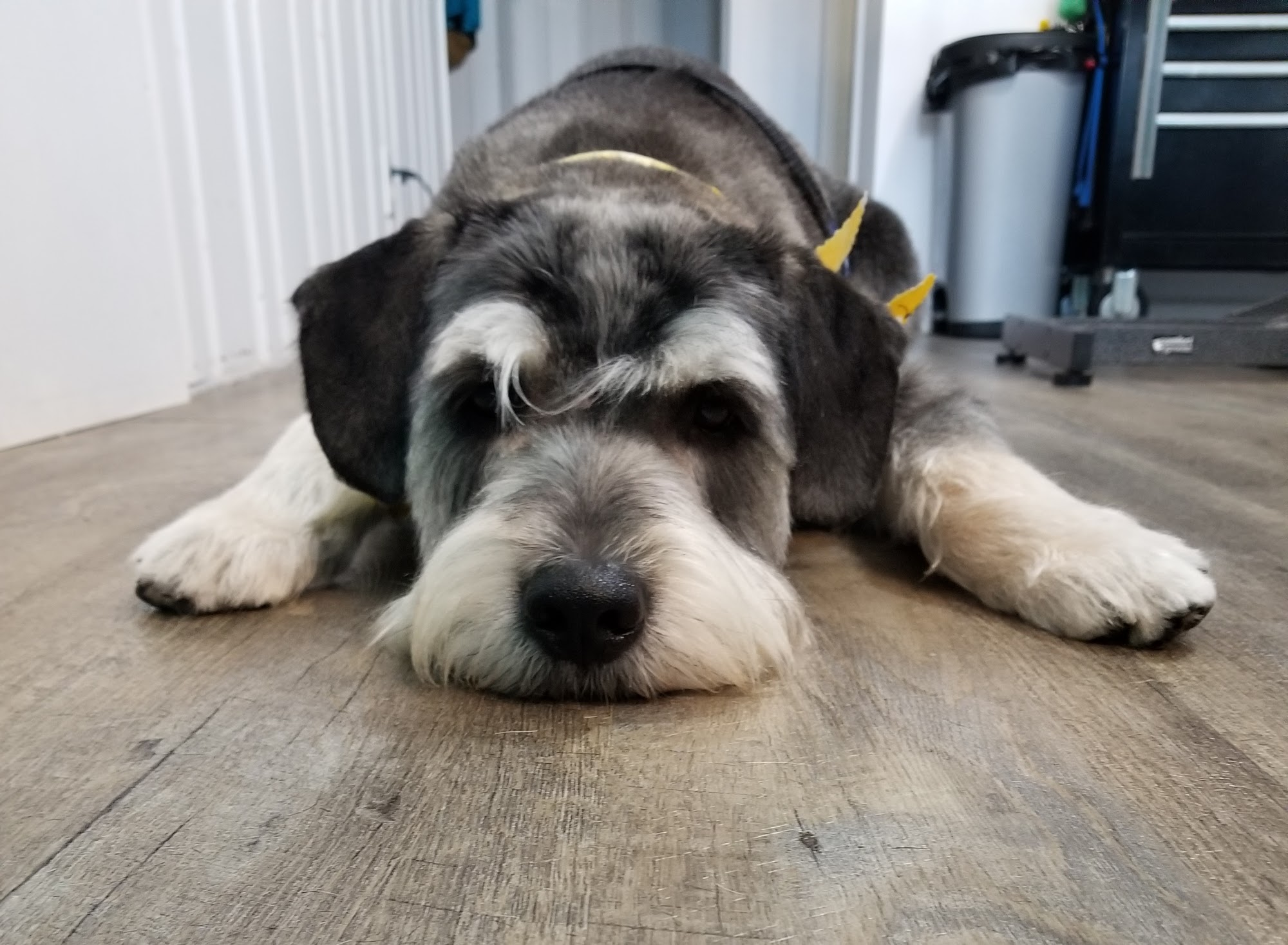 The Pooch Pawlor Swampscott