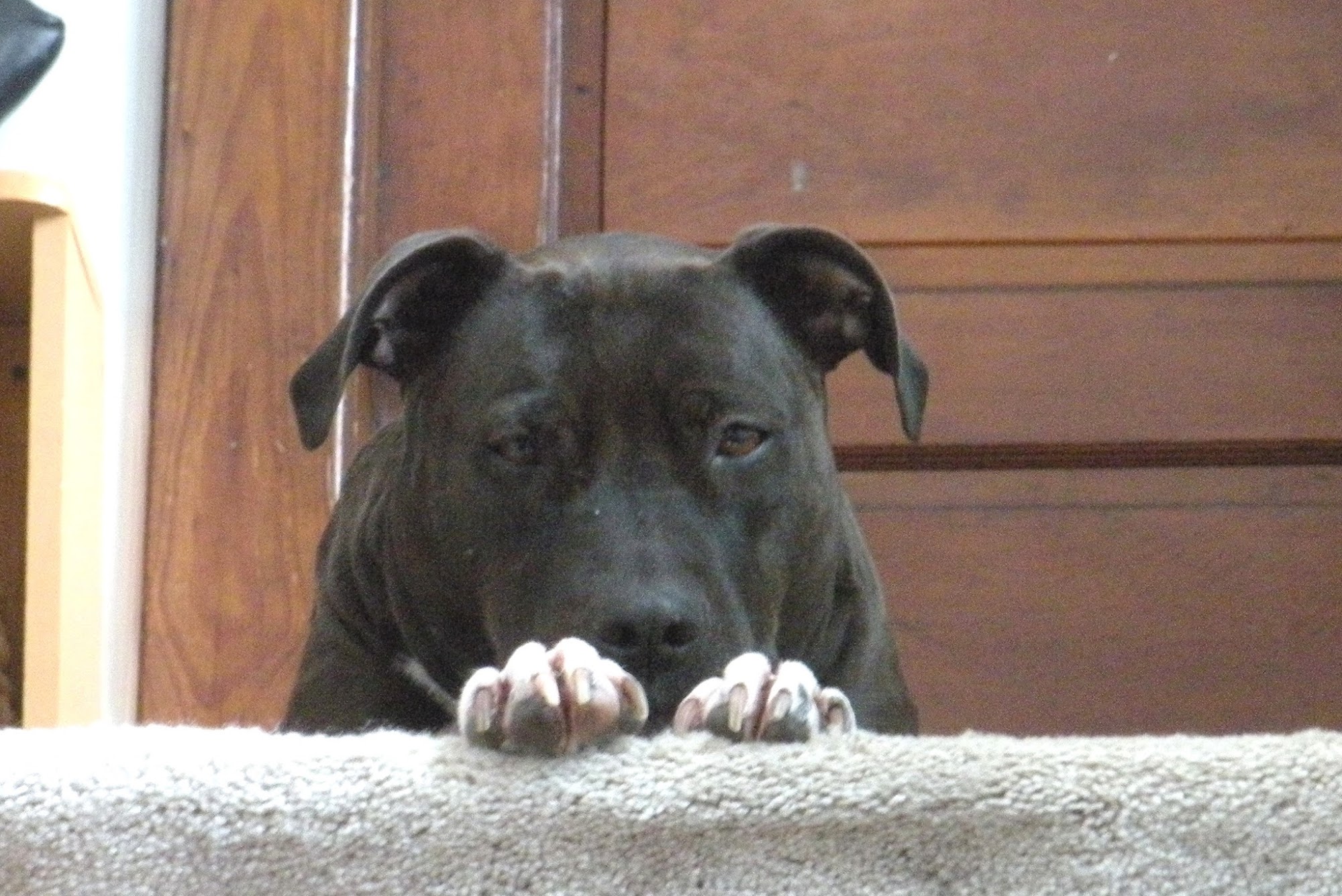 Country Clipper Westfield