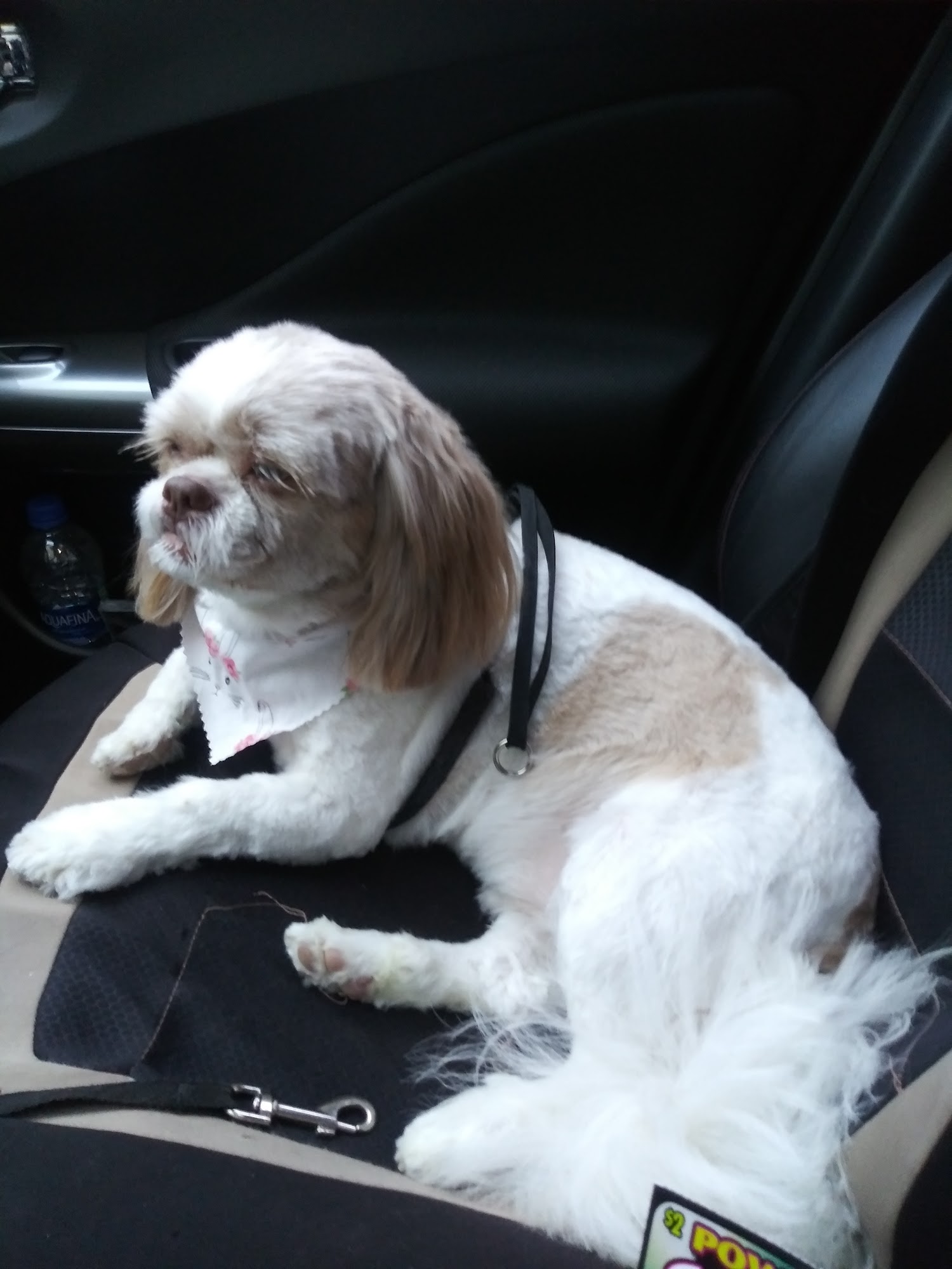 Pawlissa Pet Grooming Spa Westport