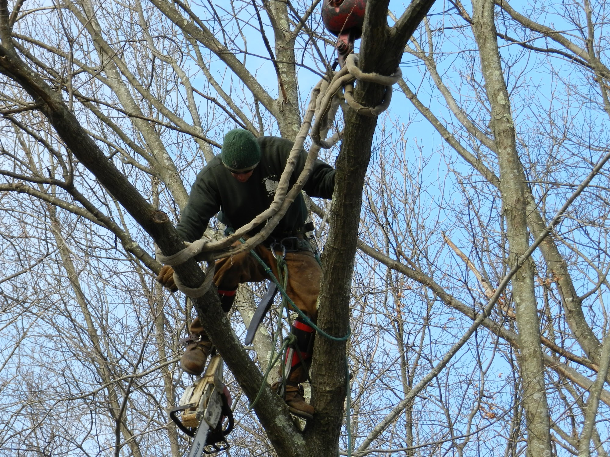 Arbor Care Tree Service