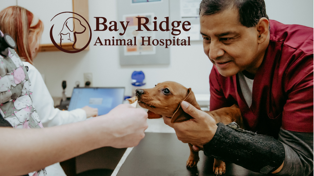 Bay Ridge Animal Hospital