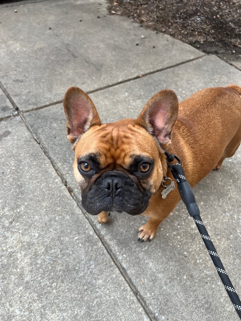 Luv My Pet Baltimore