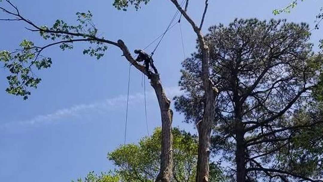 Gillin Tree Service