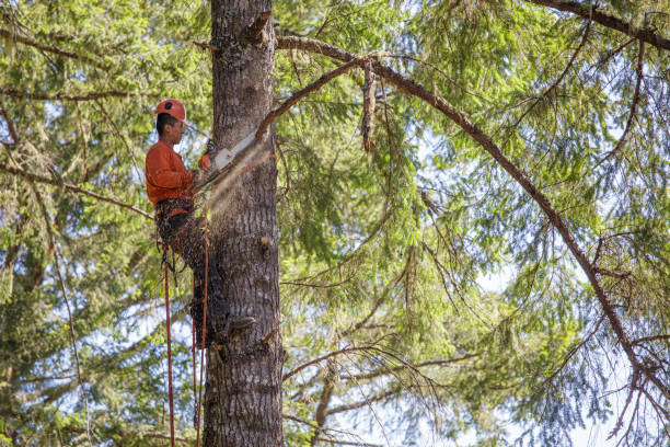 Ocean Pines Stump and Tree Removal, Inc & Lawson Tree Service & Landscaping, LLC