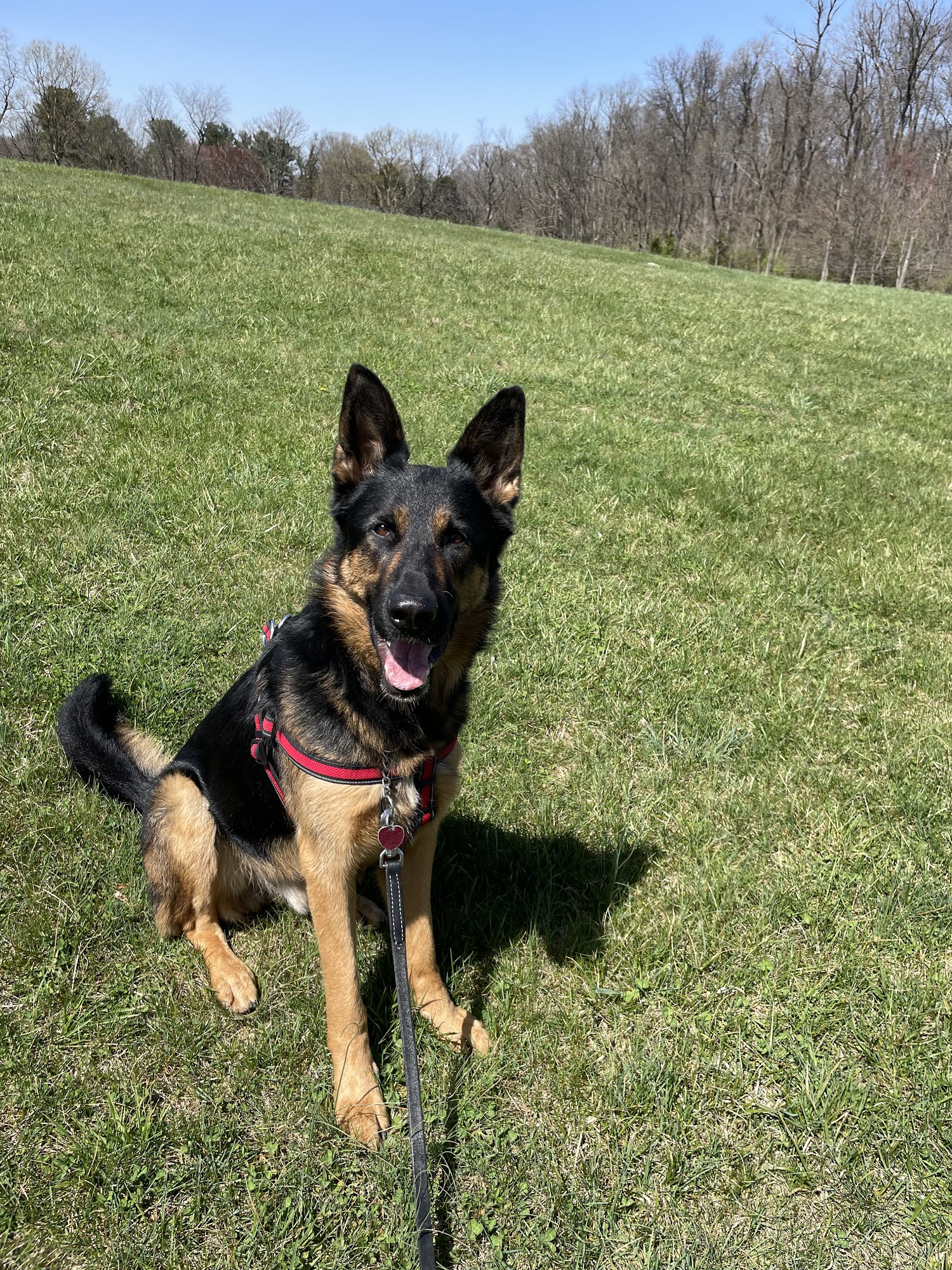 K9-Training Specialist Columbia
