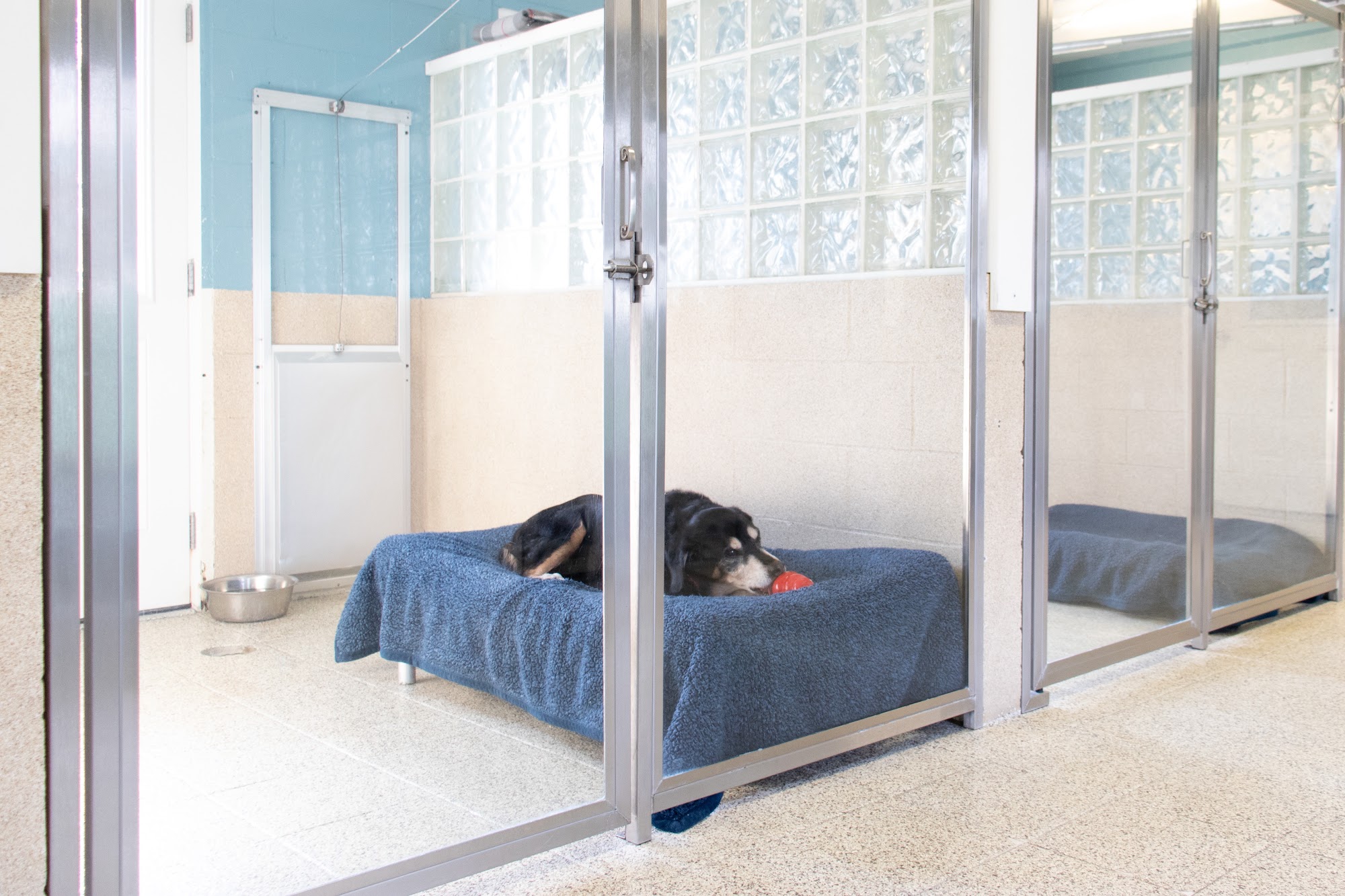 Beechnut Kennels Edgewater