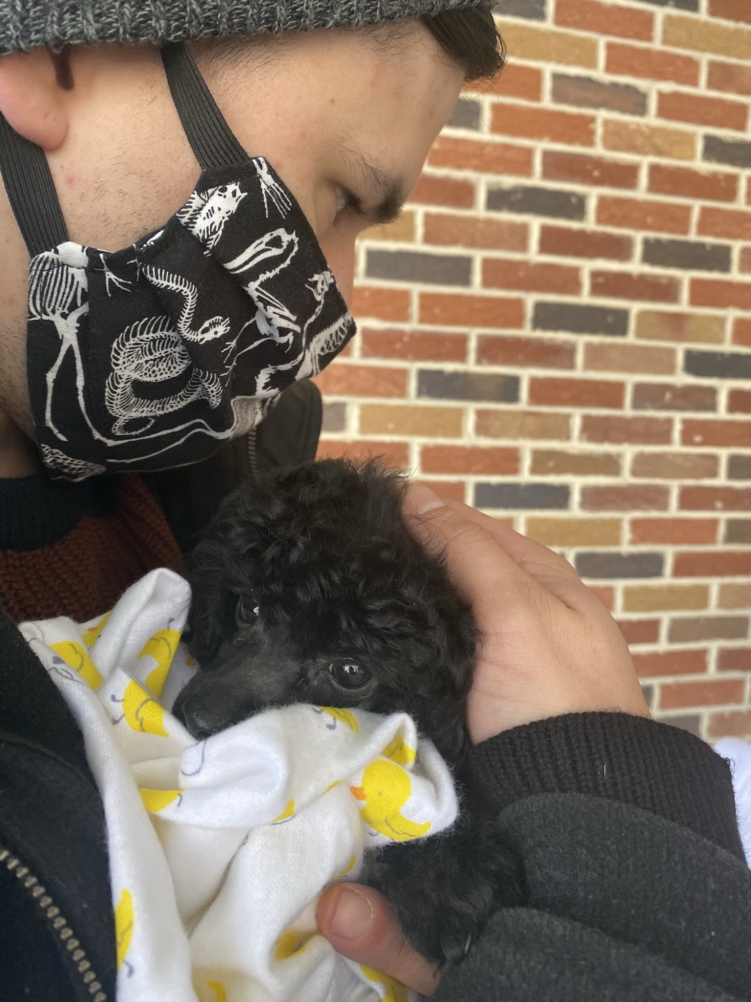 Homestead Poodles Frederick