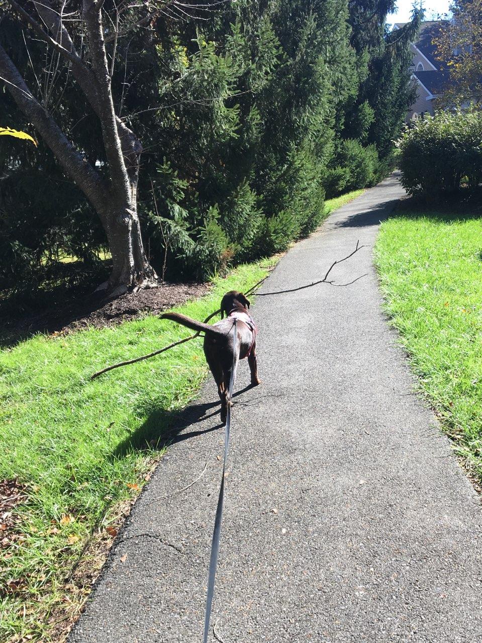 Prance Around Pet Services Germantown