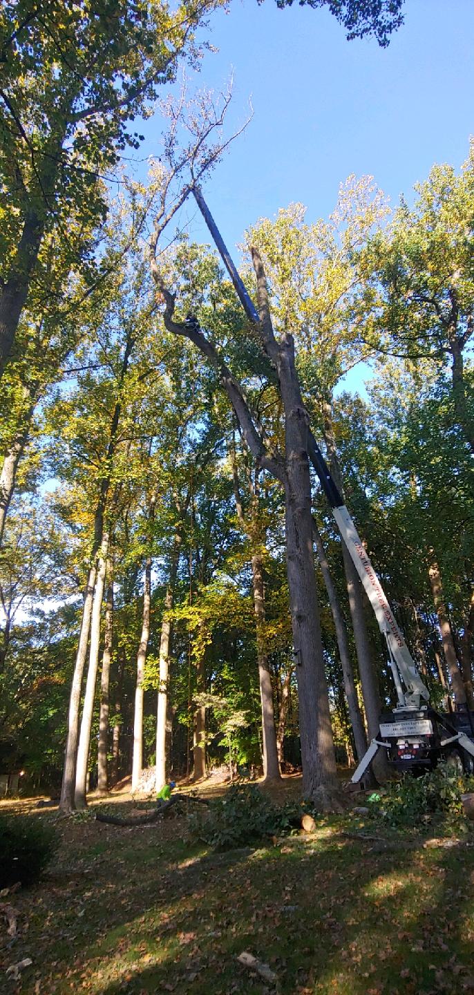 Centurion Tree Experts Inc 12126 Long Green Pike, Glen Arm Maryland 21057
