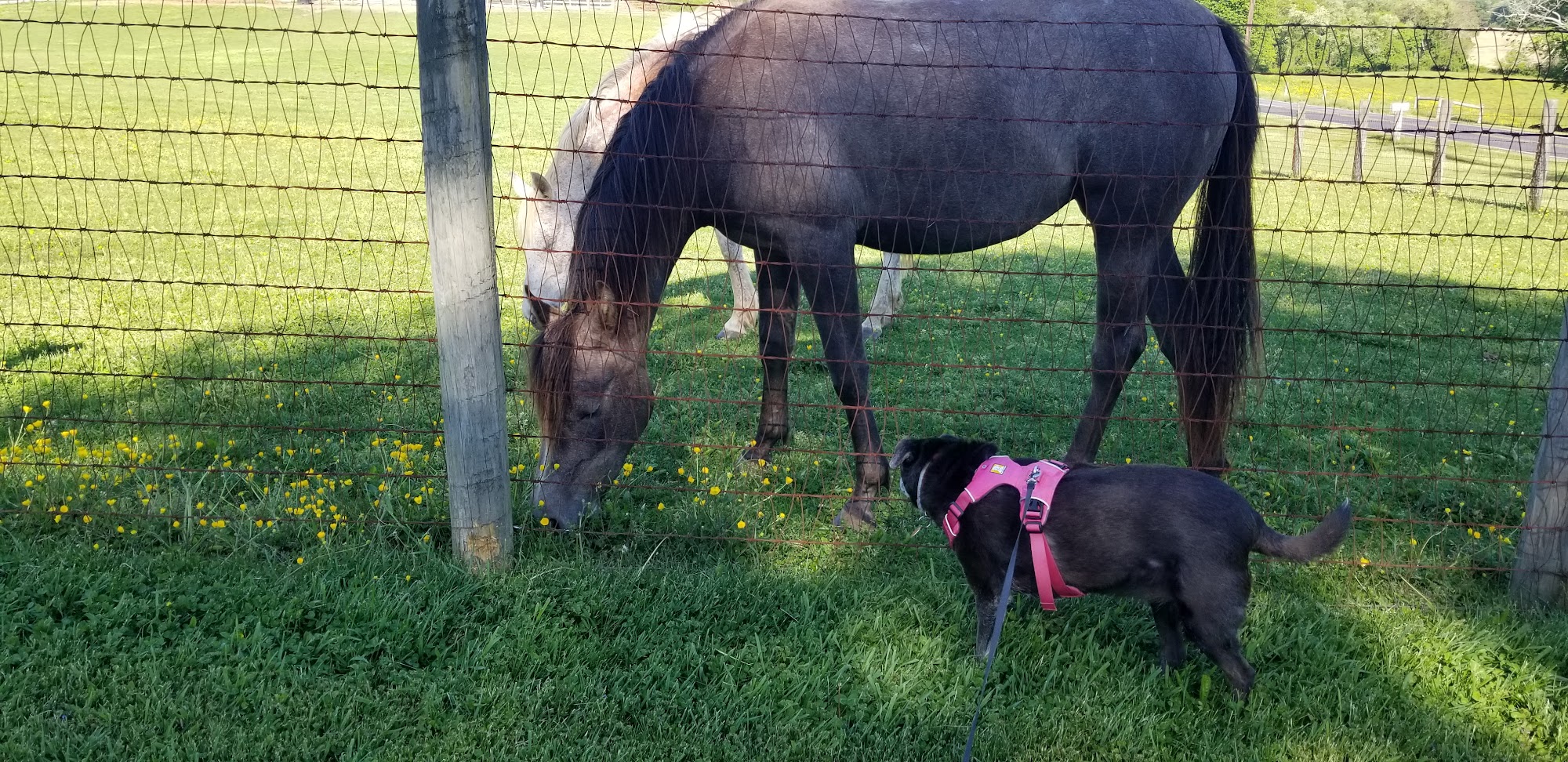 Laytonsville Veterinary Practice