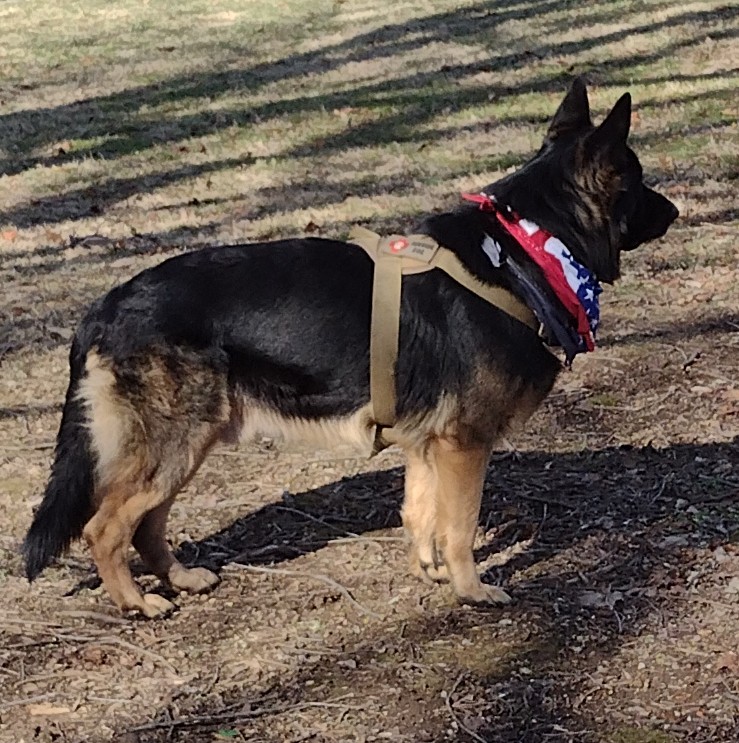 Misty Ridge Animal Resort & German Shepherds New Windsor