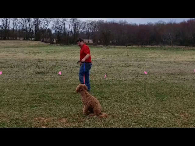 Dog Containment Systems