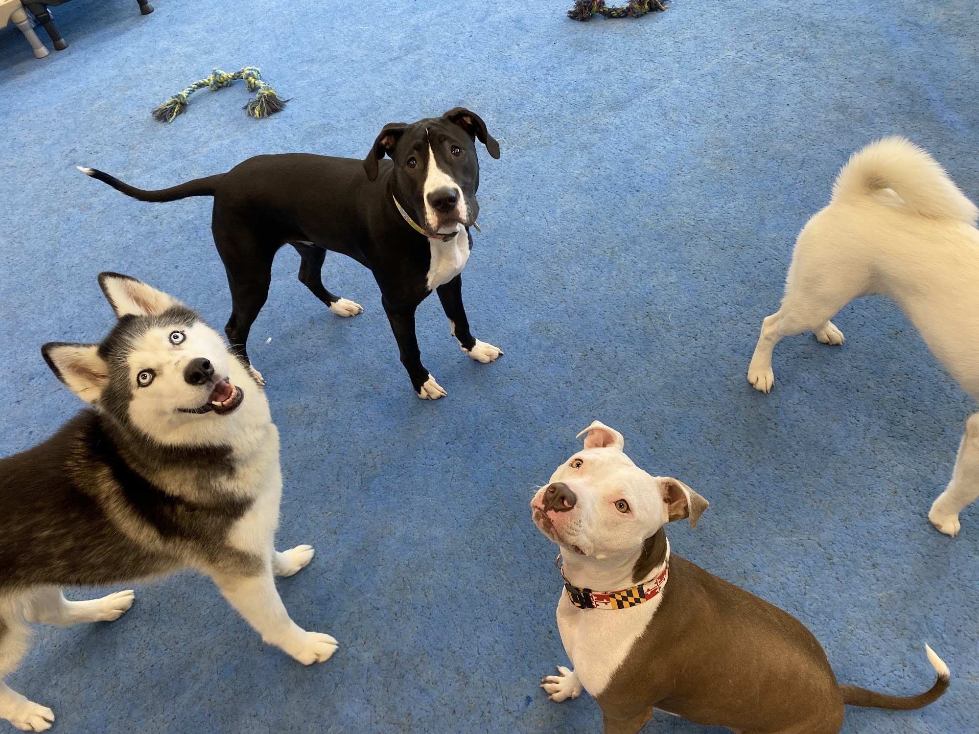 Dauntless Dog Training Pasadena