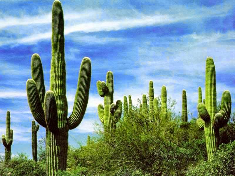 Cactus Sky Digital