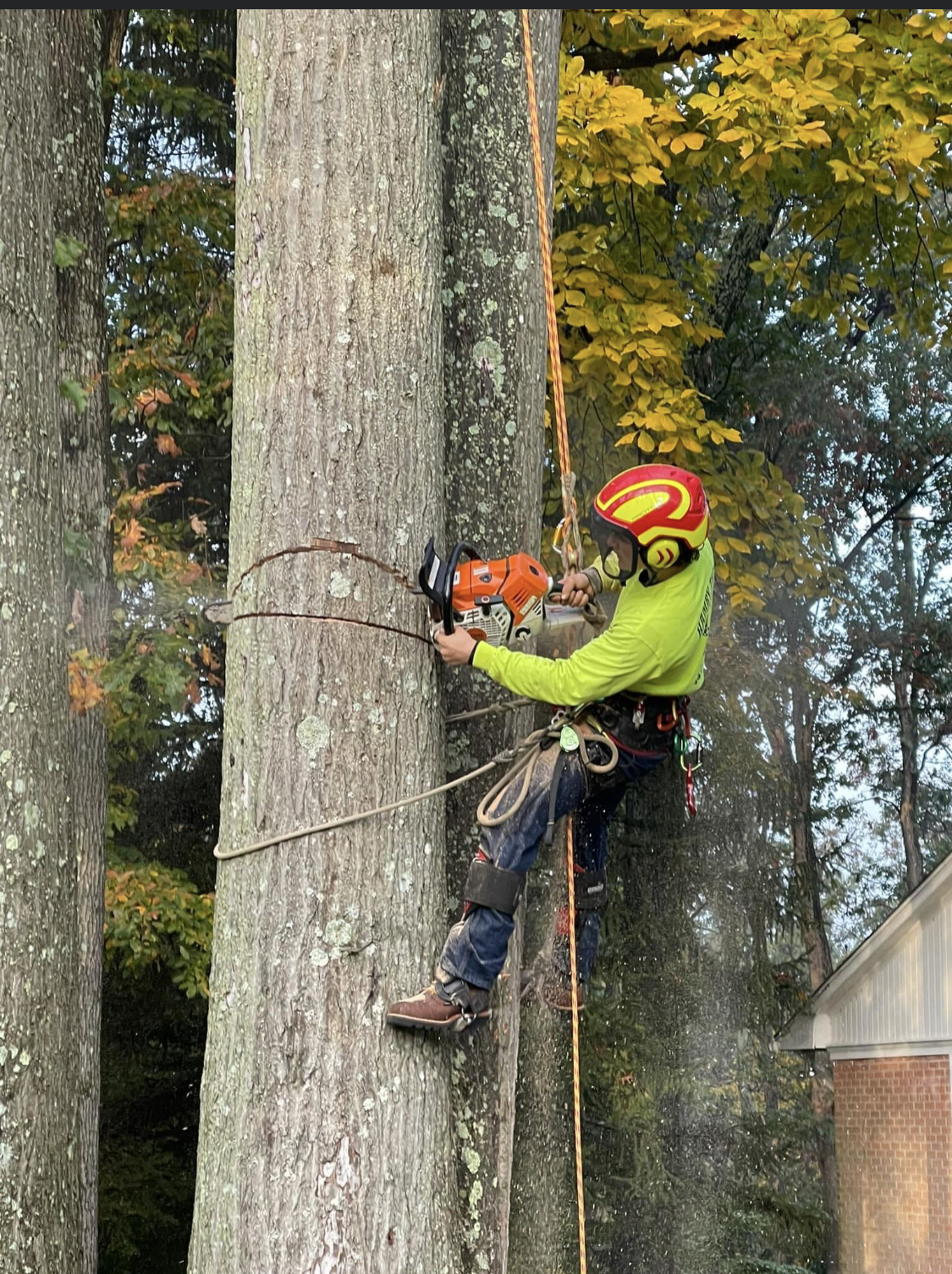 Hamby Tree Experts