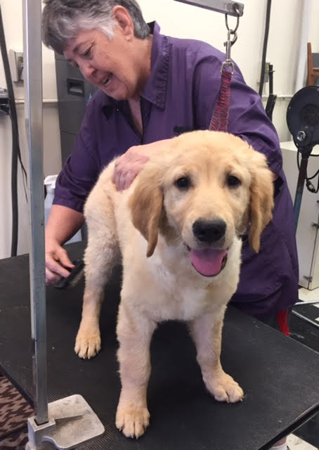 Cleverdog Grooming & Day Care Silver Spring