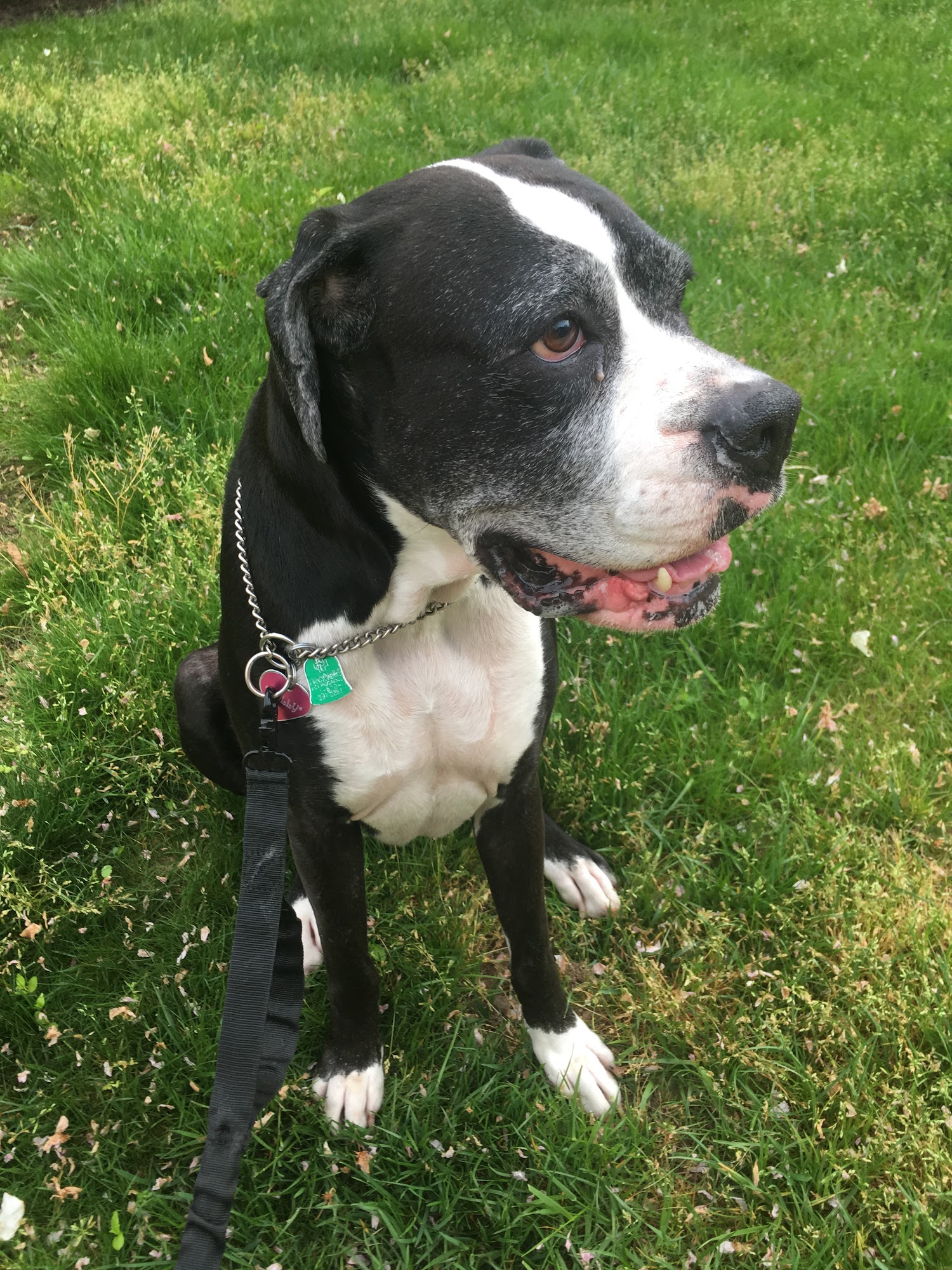 Baby Got Bark Pet Services, LLC Silver Spring