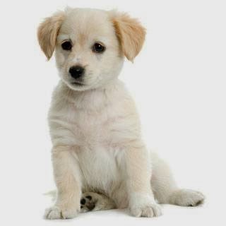 Christie's Critter Care Sykesville