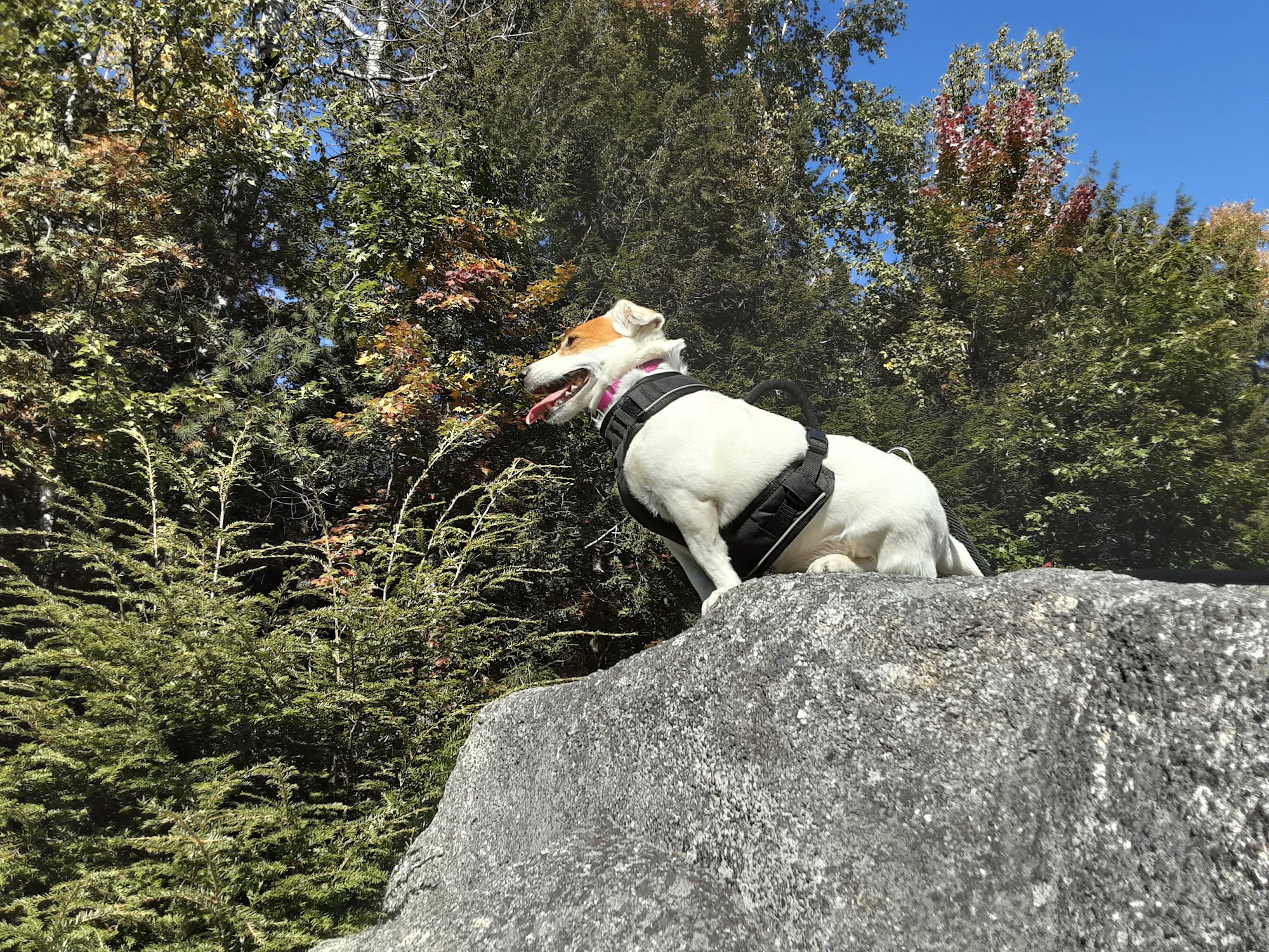 Bangor Humane Society Bangor
