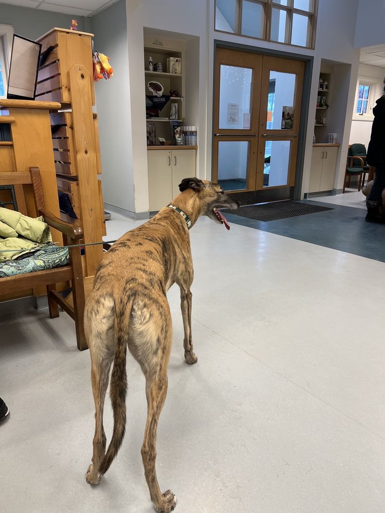 Bath-Brunswick Vet Associates: Magenis Sarah DVM Brunswick