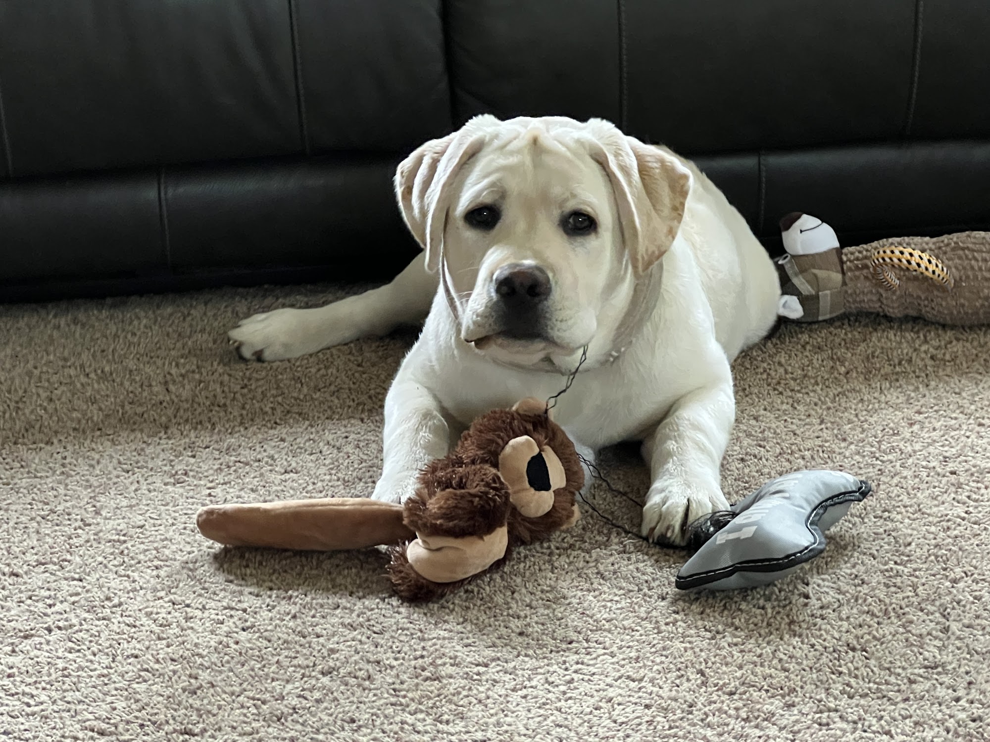 Mr. Dog Training Brunswick