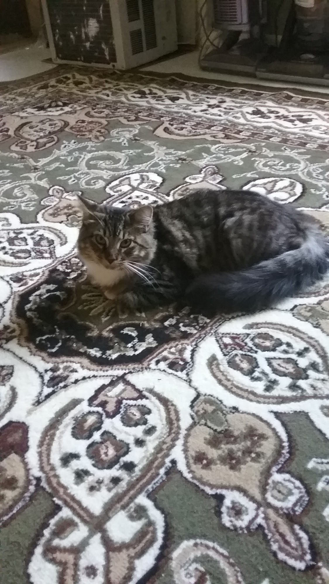 Paws Wings & Things Kennel Bucksport