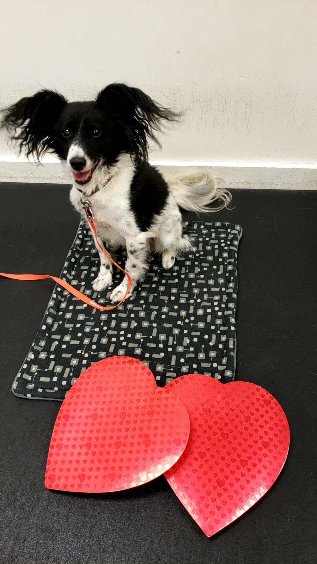 Positively Best Friends Dog Edgecomb