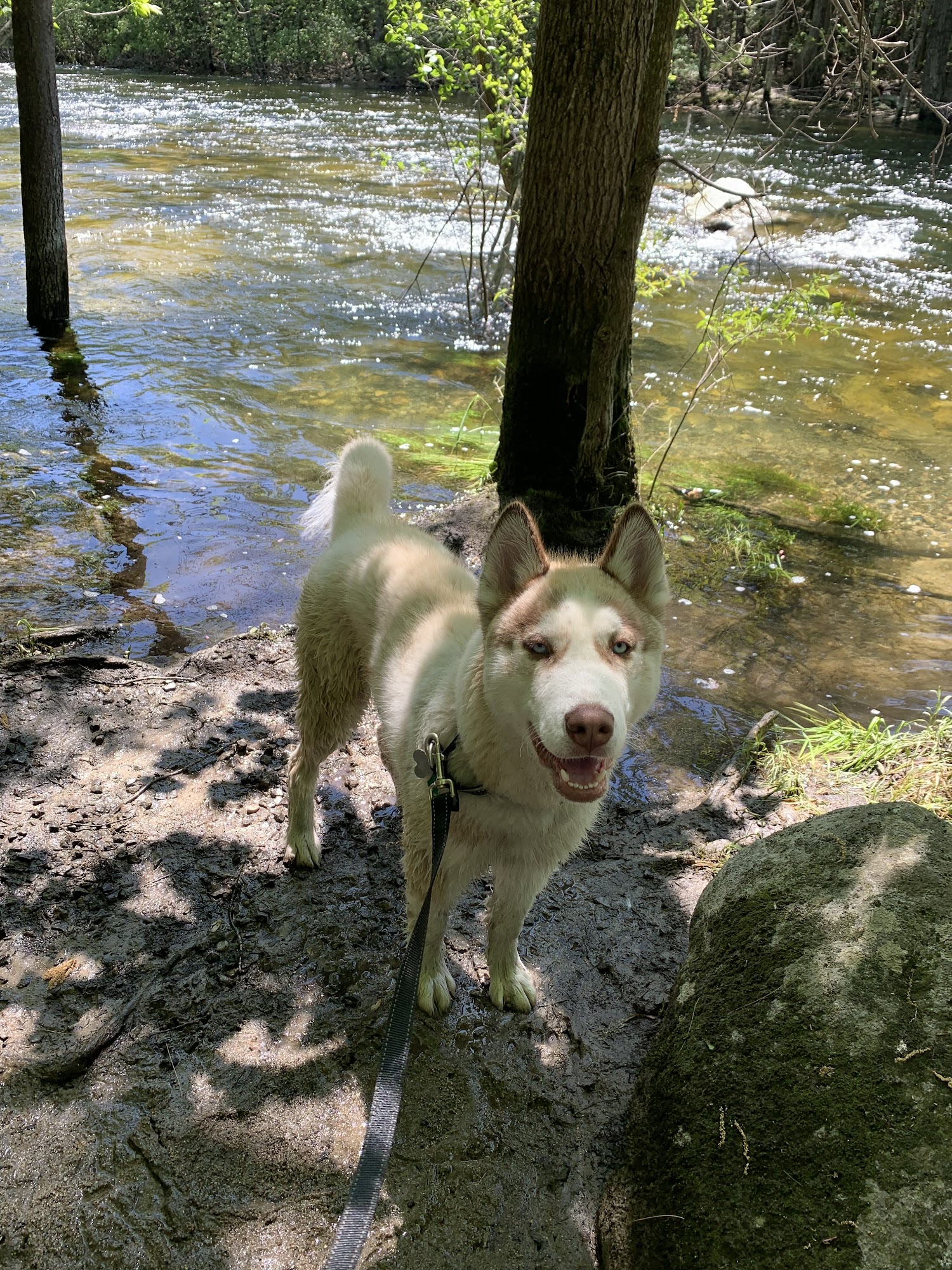 The Good Pup Project Dog Training