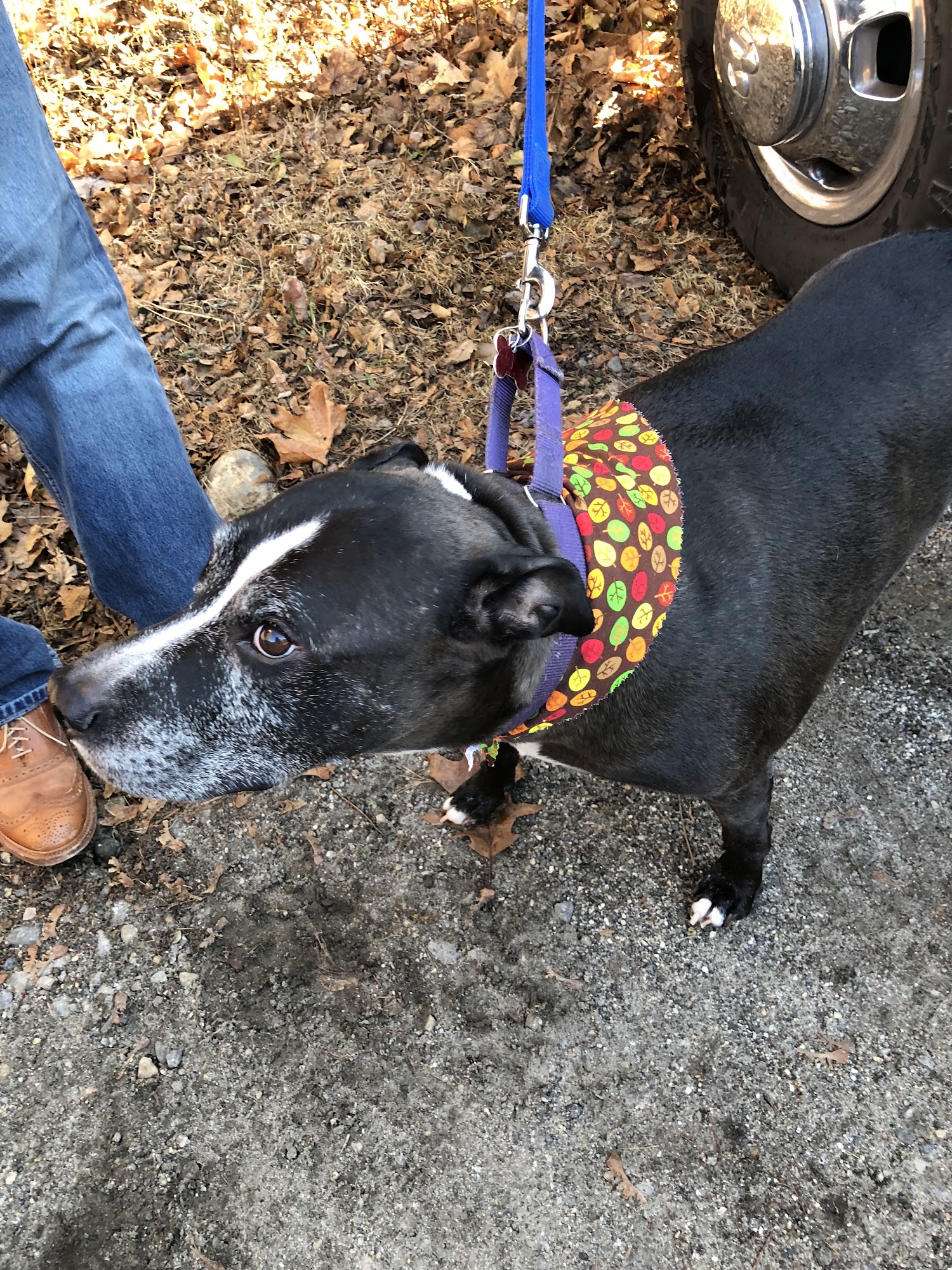 Styling Dog Lewiston