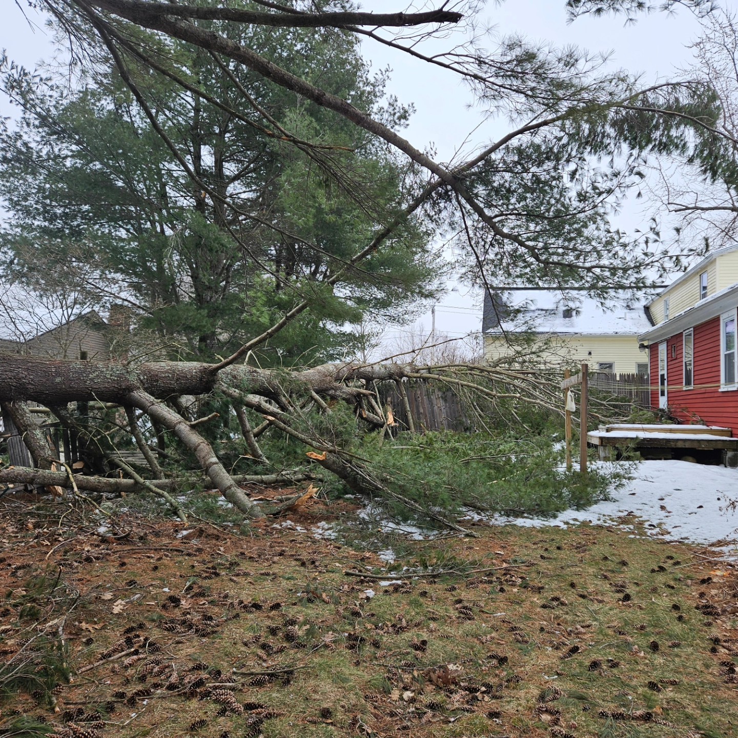 Red Squirrel Arborcare 316 Bauneg Beg Hill Rd, North Berwick Maine 03906