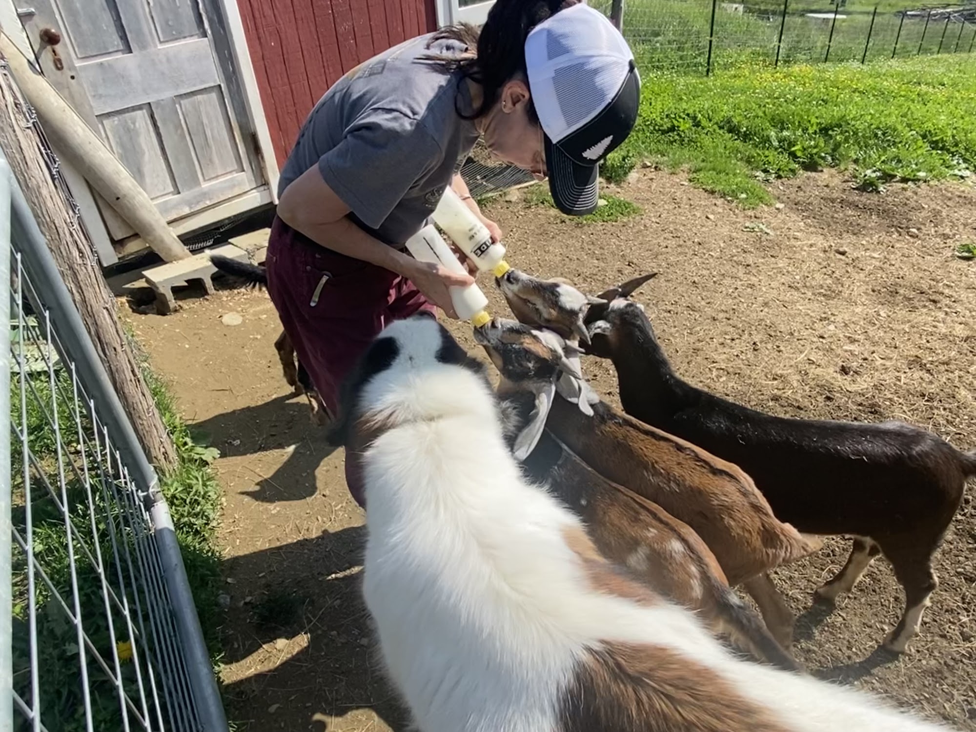 Horse And Hound Veterinary Services 22 Atlantic Hwy, Thomaston Maine 04861