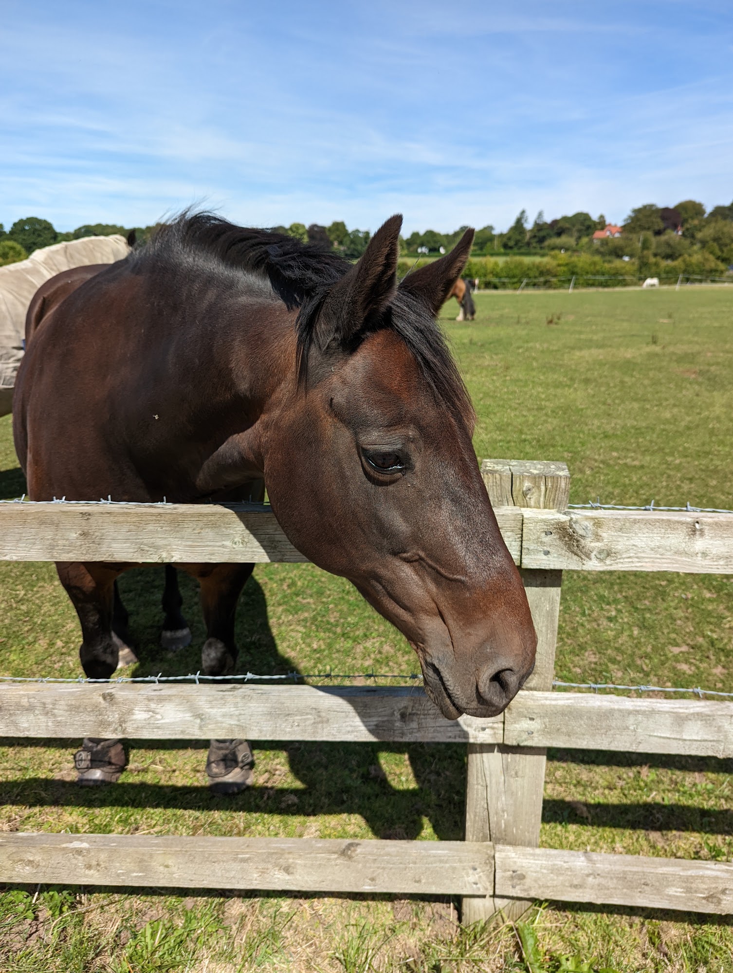 Horse Sense Wirral