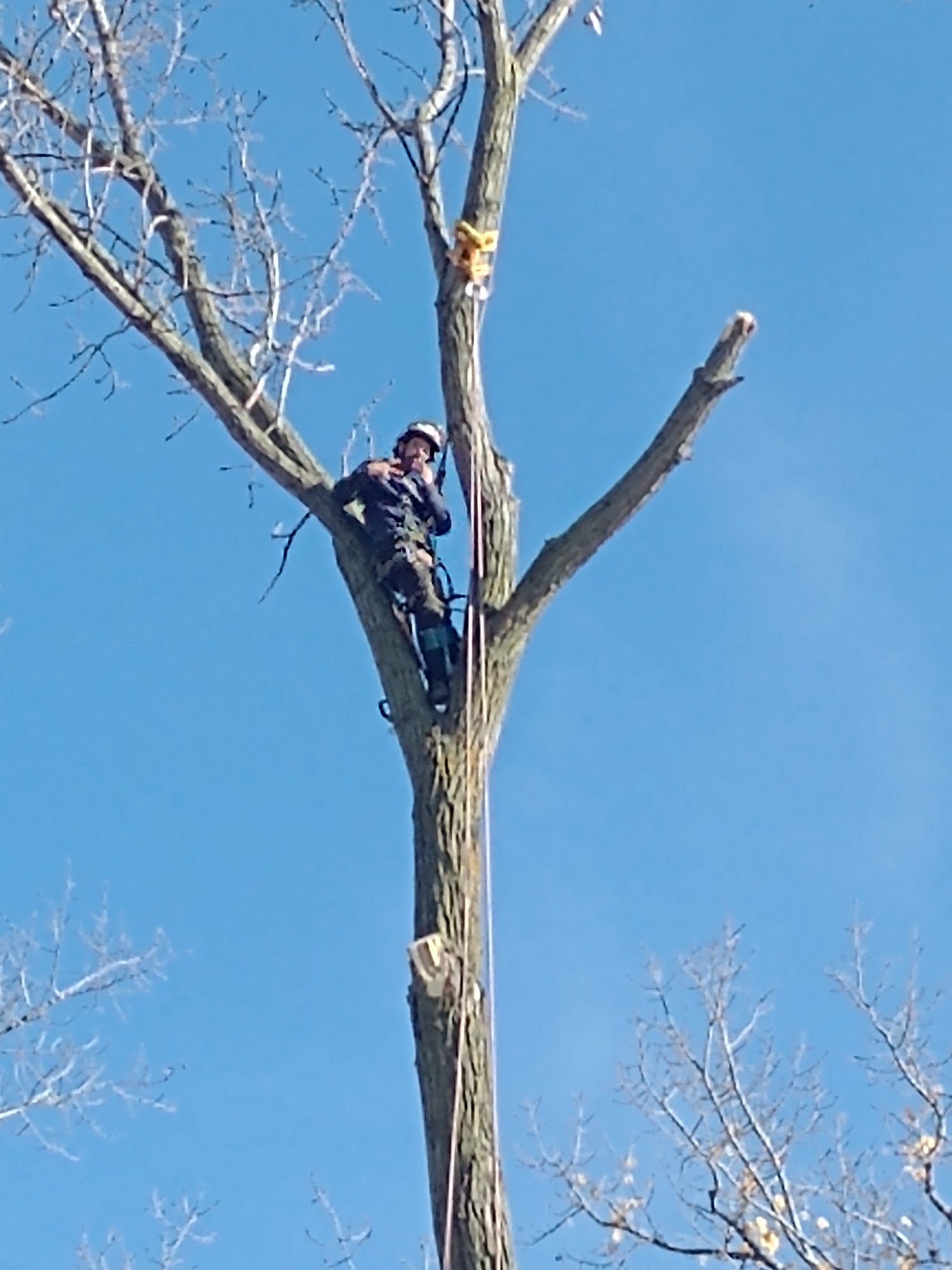 Discount Tree & Stump Removal, LLC 4724 E Lansing Rd, Bancroft Michigan 48414