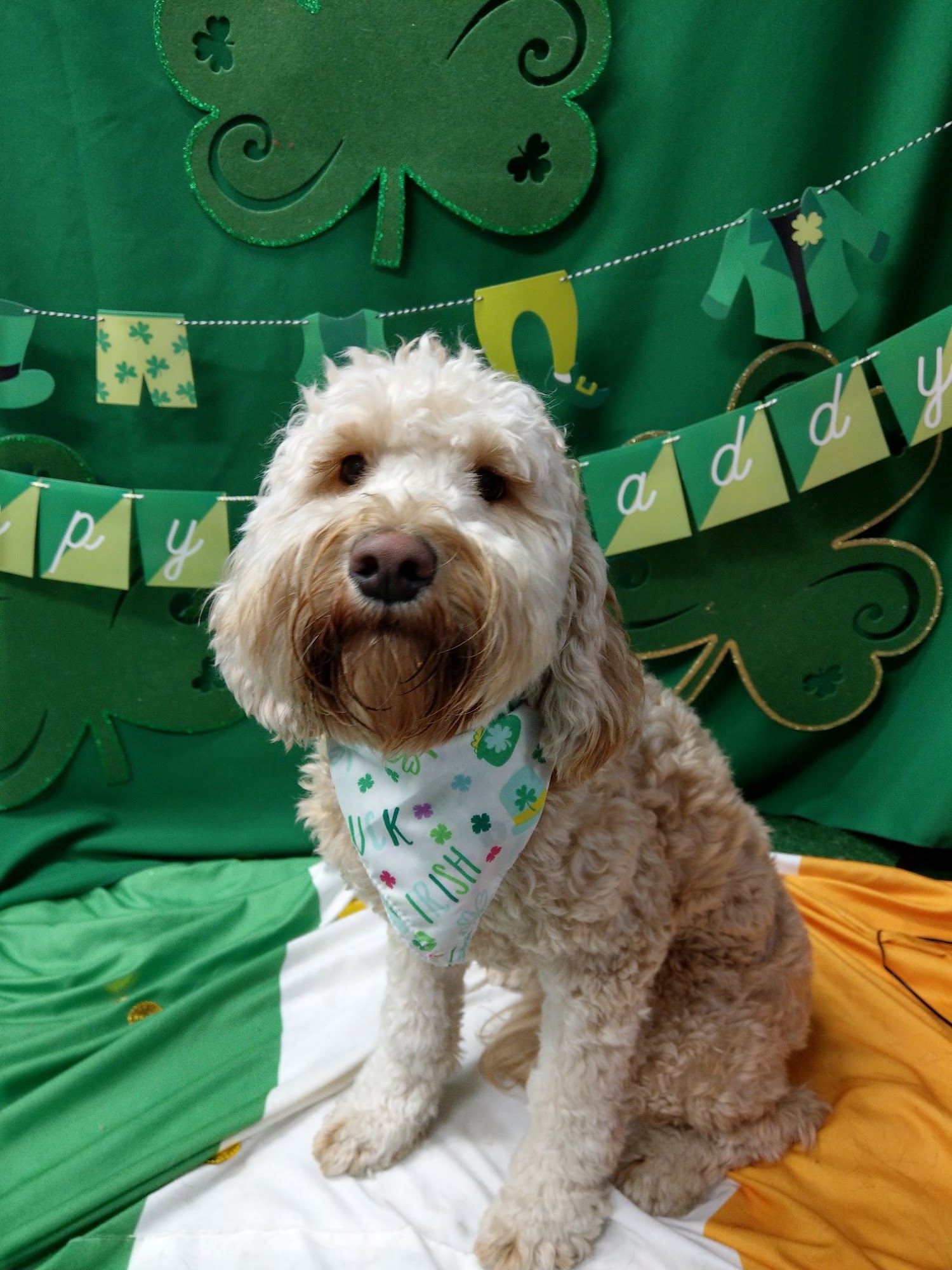 Dogtopia of Birmingham Birmingham