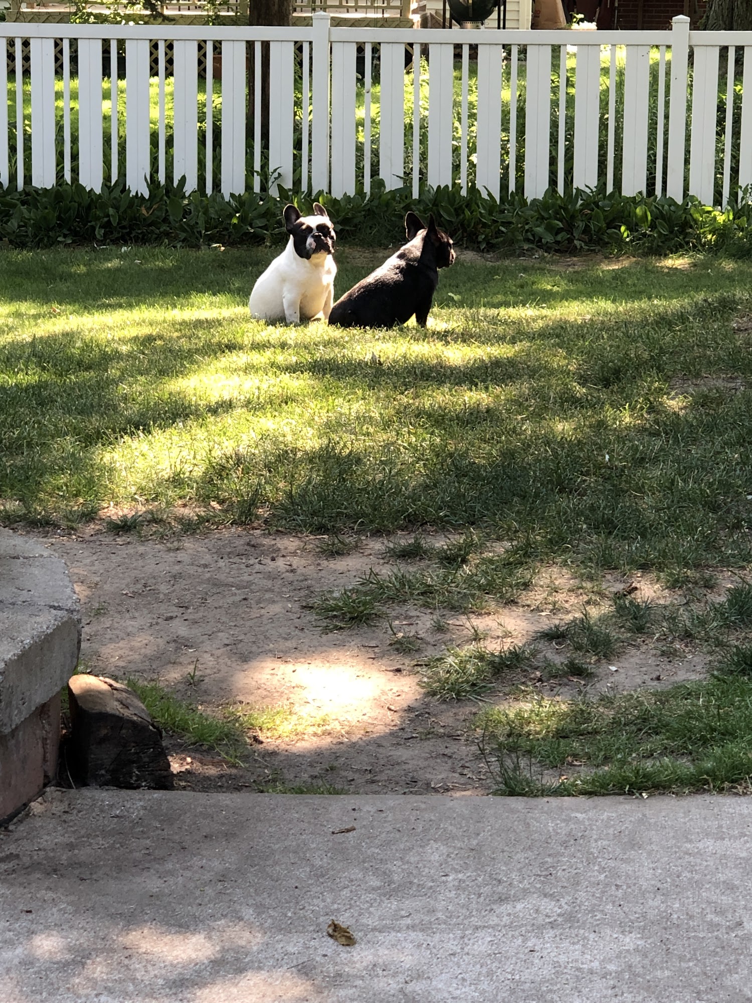 4 Paws Community Center Bloomfield