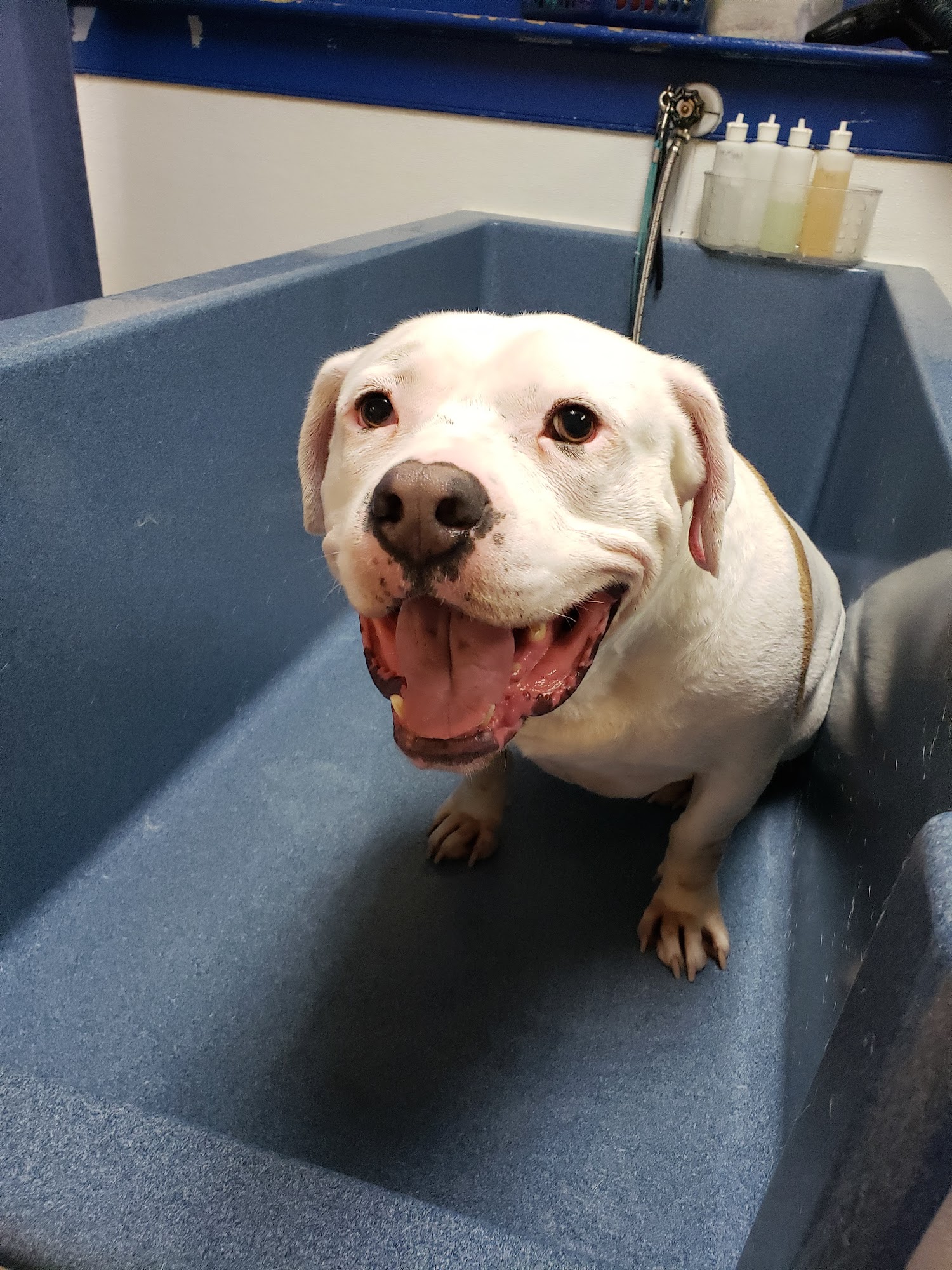 Shampooch Dog Wash & Grooming Canton