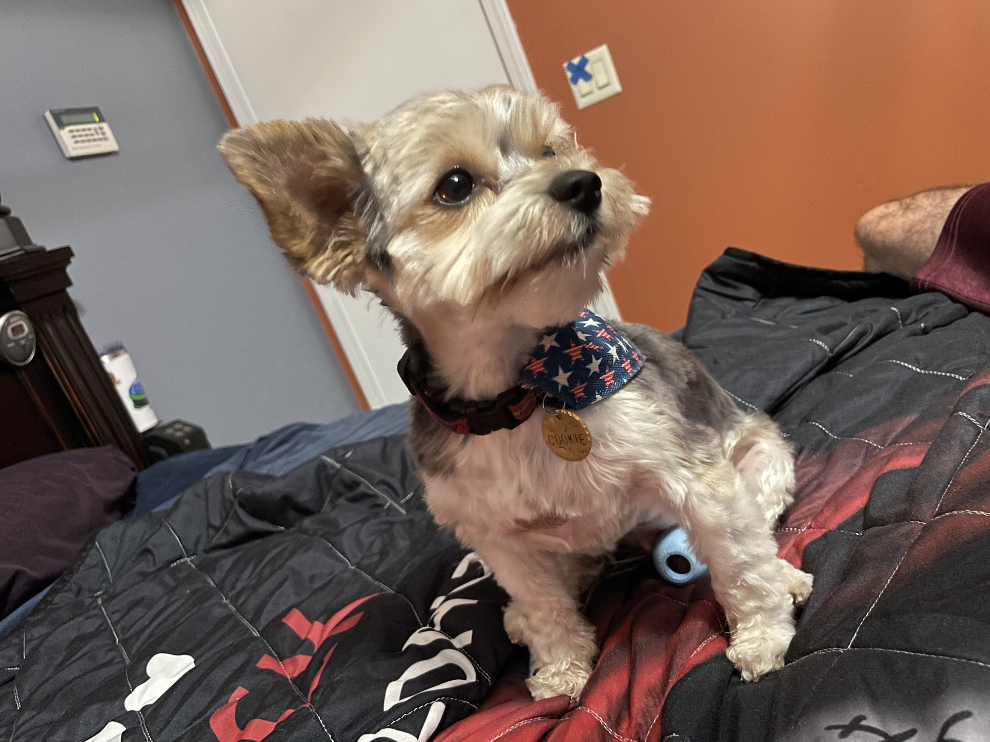 Hall of Fame Mobile Grooming Cedar Springs